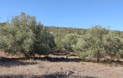 Querença, Algarve