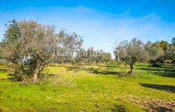 Rosmaninhal, Castelo Branco 6060