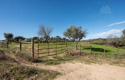 Selmes, Beja 7960