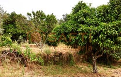 Aranhas, Castelo Branco District