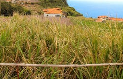 CANHAS, Madeira