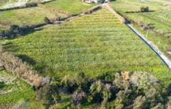 Cela, Leiria 2460