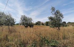 Arega, Coimbra District