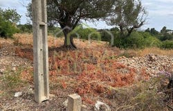 Caliços, Faro, Faro