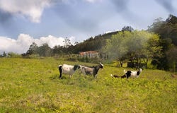 Ilha da Madeira, Madeira