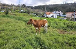 Ponta do Sol, Madeira 9360-209