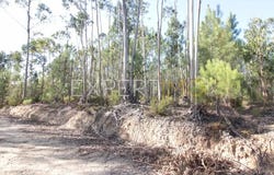 R. dos Baldios 3, 2490 Cercal, Portugal, Santarém, Santarém District 2490