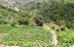 Ilha da Madeira, Madeira