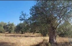 Alcácer do Sal, Setúbal 7595-011