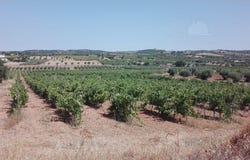 Vila de Frades, Beja District
