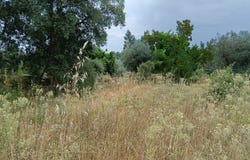 Salgueiro do Campo, Castelo Branco District