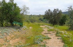 Saboia, Beja 7665