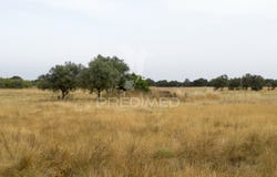 Vale de Santiago, Odemira, Beja District 7630