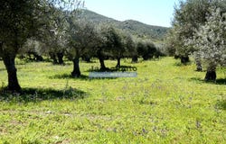 Santa Comba, Guarda 5150