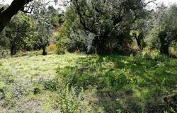 Almalaguês, Coimbra, Coimbra District