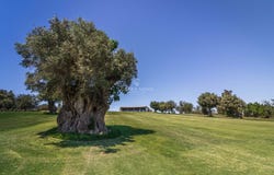 Silves, Algarve 8300