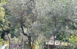 Guarda, Guarda District 6270-551