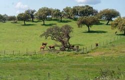 Évora, Évora District 7200-014