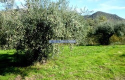 Santa Comba, Guarda 5150