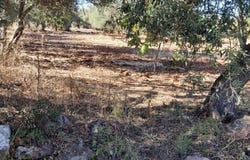 Paderne, Algarve