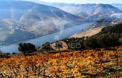 Covas do Douro, Sabrosa, Vila Real District