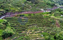Madalena Do Mar, Madeira 9360