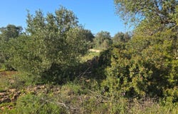 Loulé (São Sebastião), Algarve