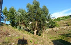 Sobradelo da Goma, Braga