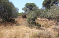 Paderne, Algarve