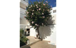 Silves, Faro 8365-108