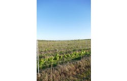 Cuba, Beja 7940