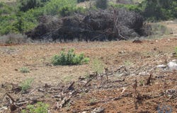 Armação De Pêra, Algarve 8365