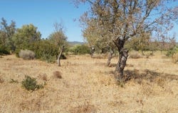 Paderne, Algarve