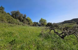 Vidais, Leiria District