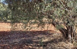 Paderne, Algarve