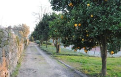 Vila Franca, Viana do Castelo District