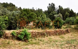 Aranhas, Castelo Branco District