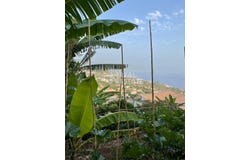 Canhas, Madeira 9360
