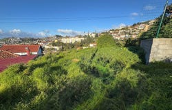 Ilha da Madeira, Madeira