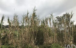 Leiria, Leiria District