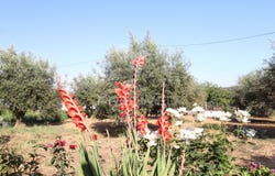 Colos, Odemira, Beja District
