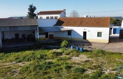 Golegã, Santarém 2150-086