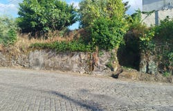 Mangualde, Viseu District