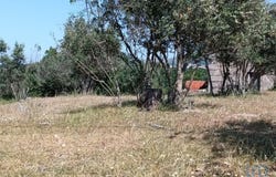 Vinhó, Guarda 6290