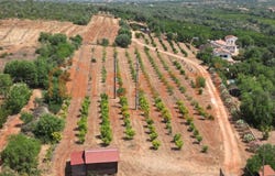 Algoz, Algarve