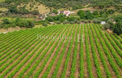 Borba (Matriz), Évora 7150