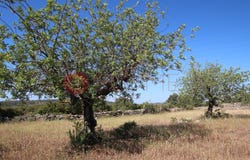 São Brás de Alportel, Algarve