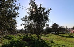 BOLIQUEIME, Loulé, Faro