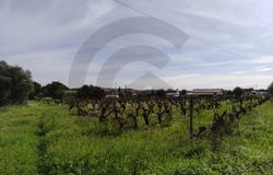 Brogueira, Santarém District