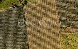 Cano, Portalegre 7470
